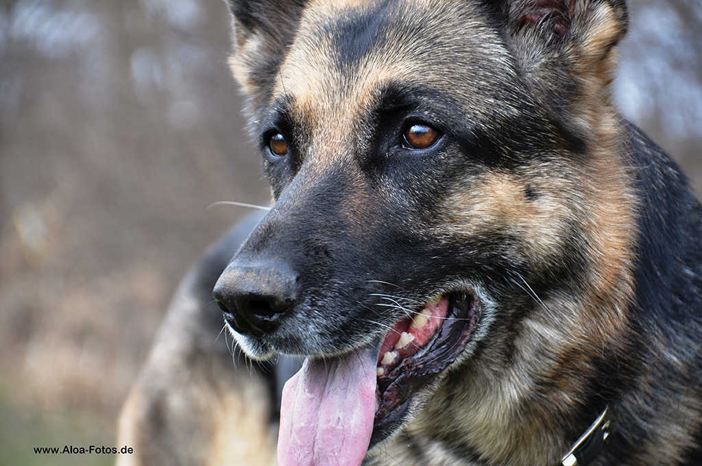 Schäferhund Fly