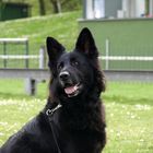 Schäferhund Haska