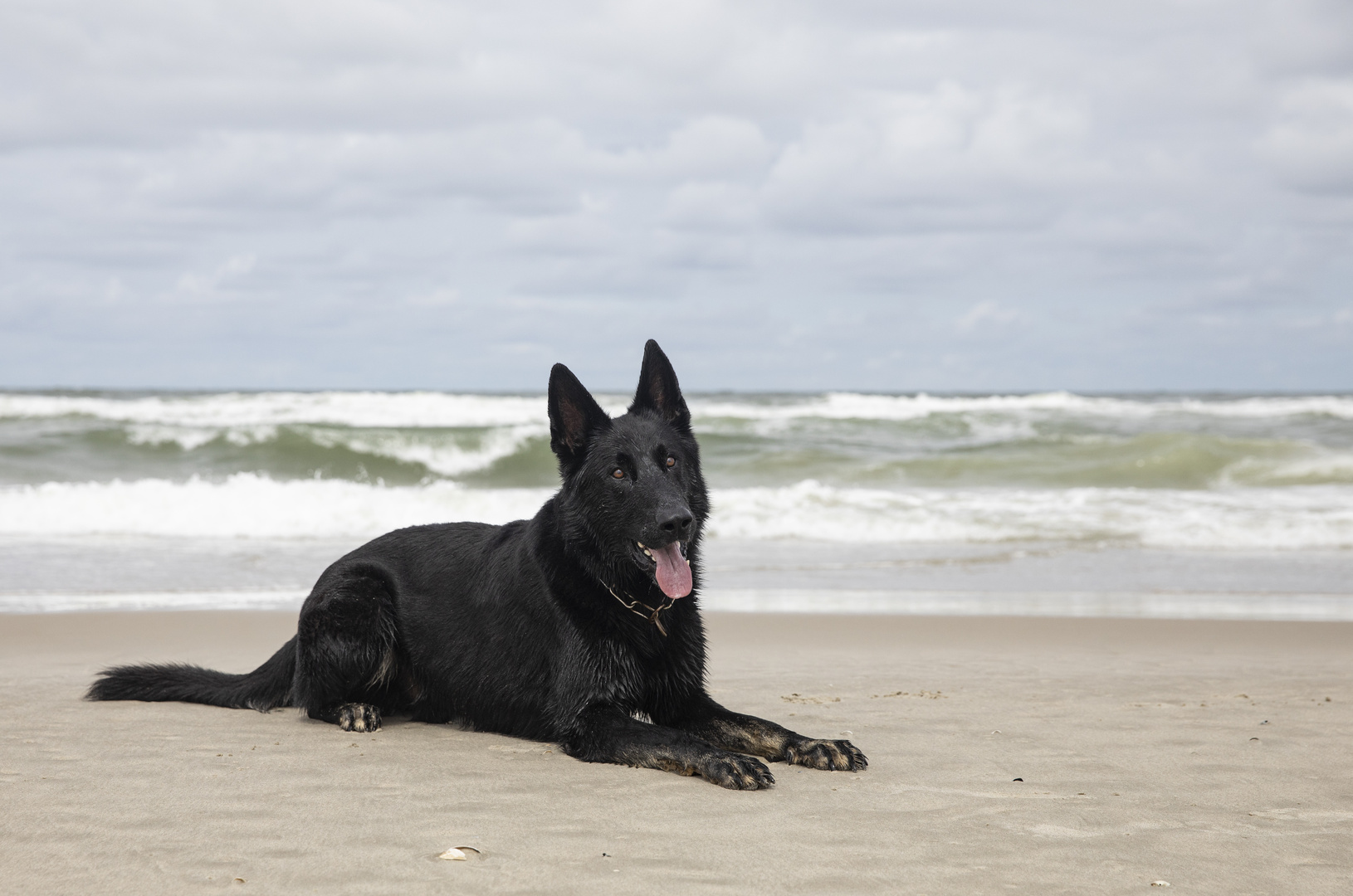 Schäferhund Herby .....