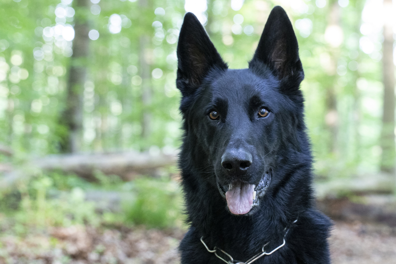 Schäferhund Herby