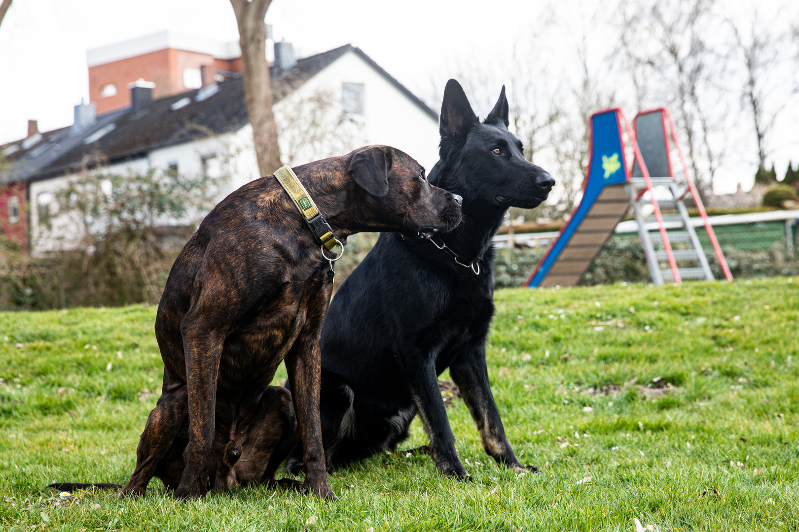 Schäferhund Herby mit Kumpel Stinker bei einer Raufpause