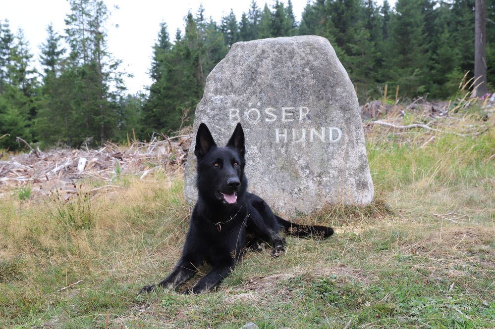 Schäferhund Herby und der Böse Hund im Harz