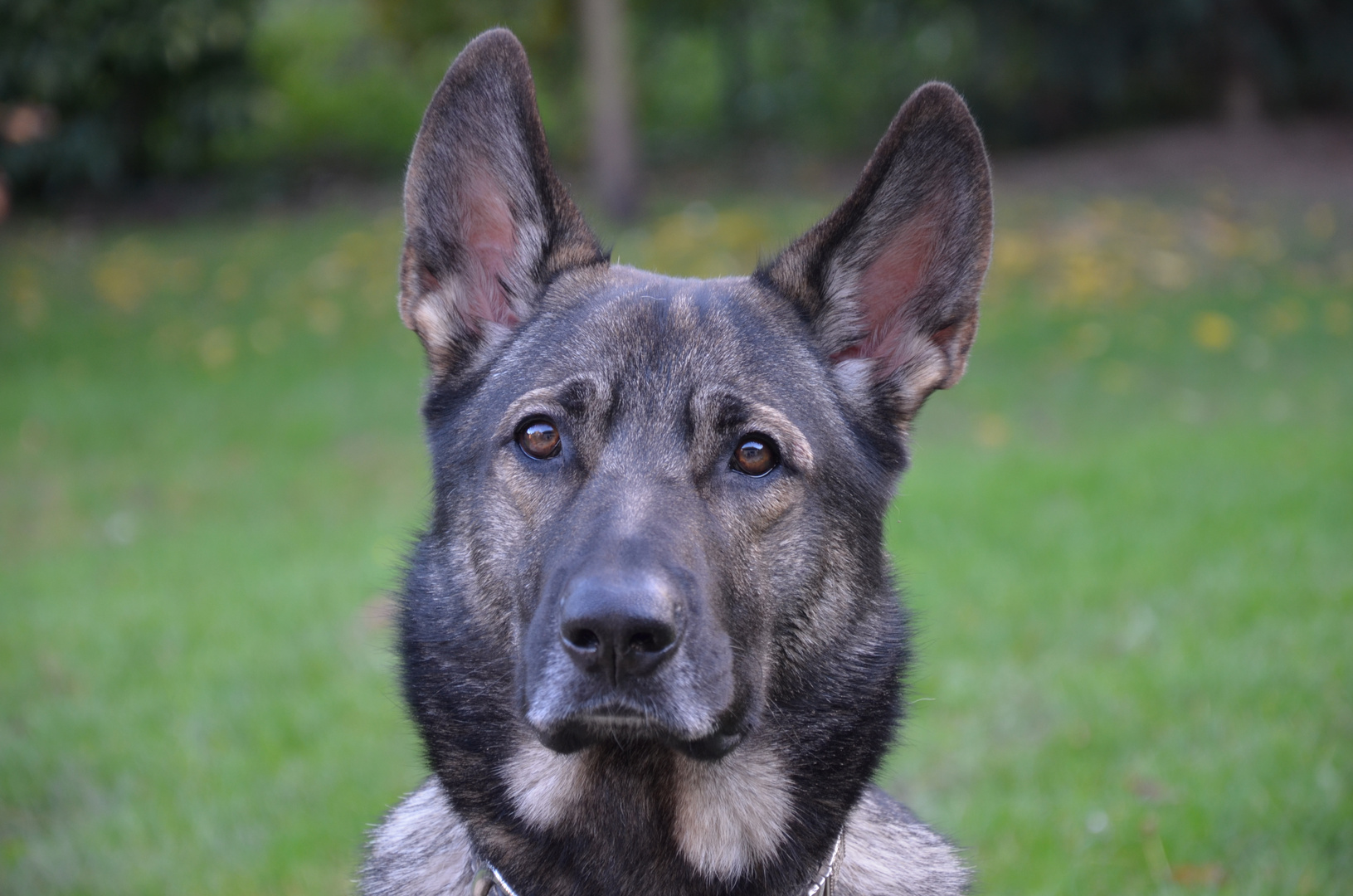 Schäferhund-Husky Mix