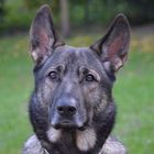 Schäferhund-Husky Mix