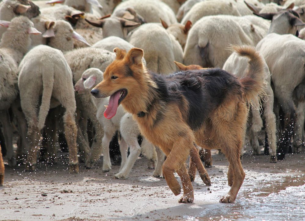 "Schäferhund" I