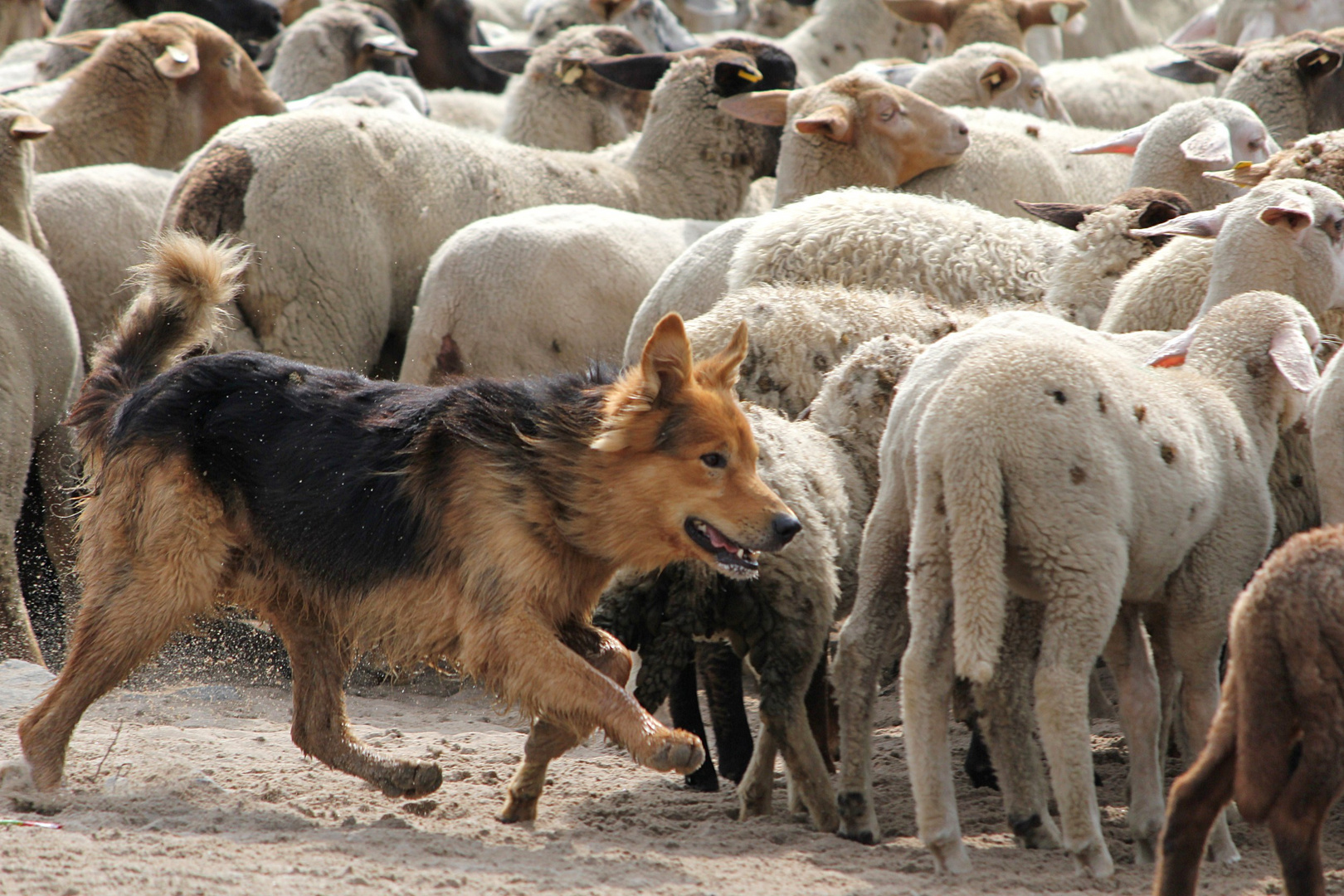 "Schäferhund" II