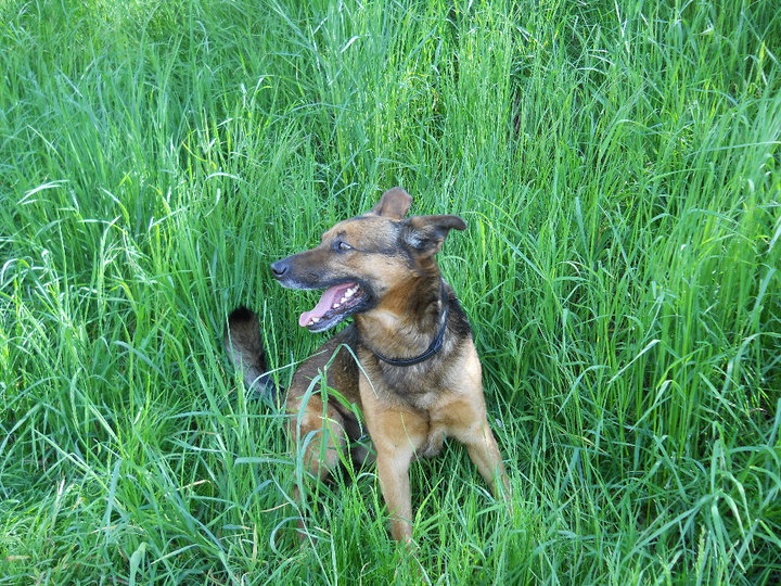 Schäferhund im grünen Gras