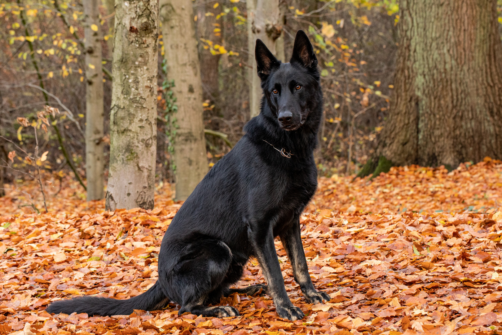 Schäferhund im Herbst