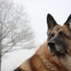 Schäferhund im Nebel