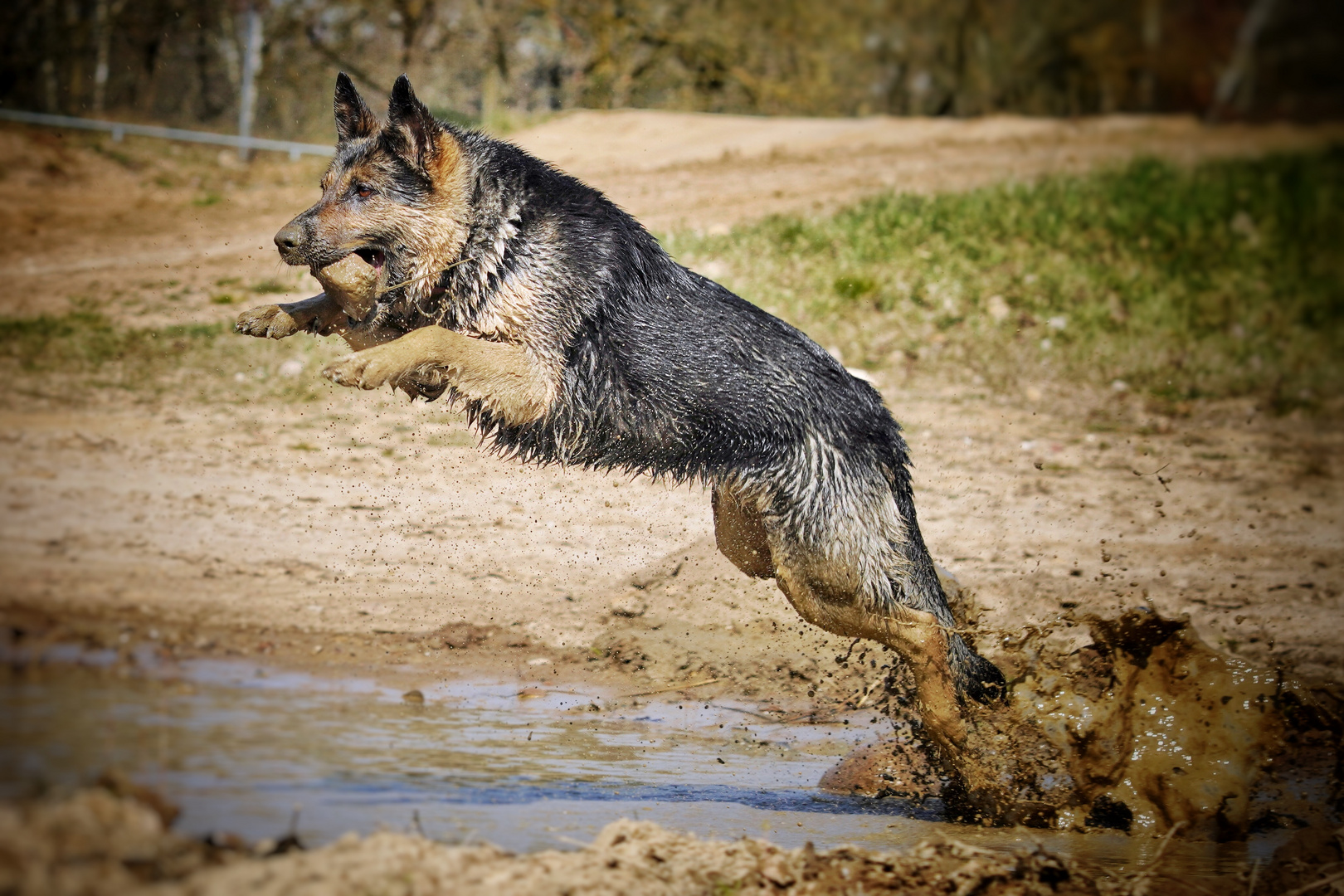 Schäferhund in Action