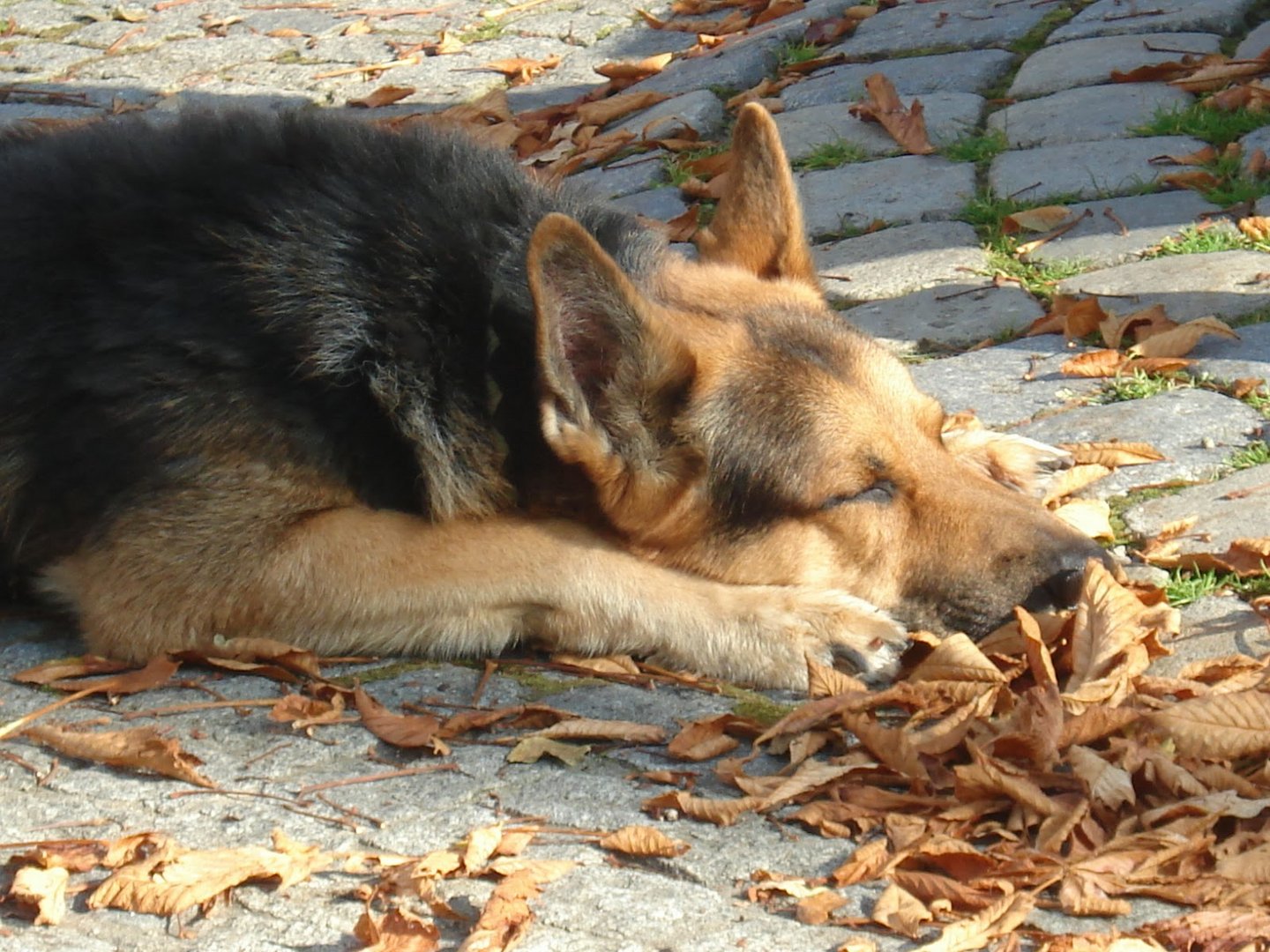 Schäferhund in der Herbstsonne