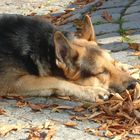 Schäferhund in der Herbstsonne