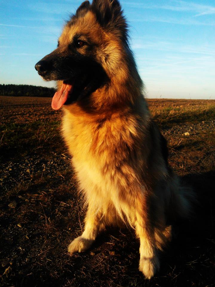 Schäferhund macht Pause