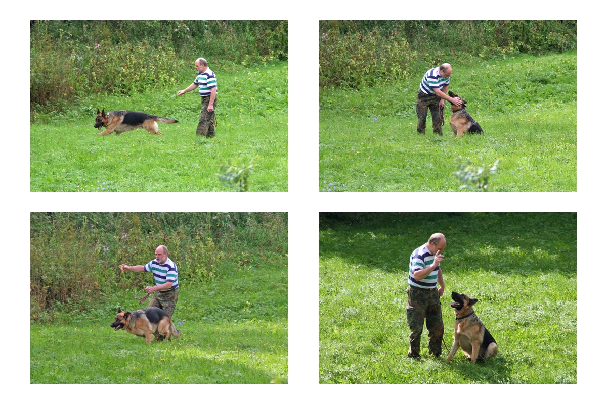 Schäferhund Max beim täglichen Training