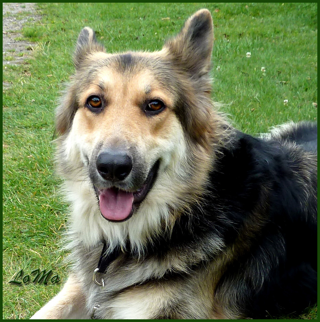 Schäferhund Mischling ALEX Foto & Bild tiere, haustiere, hunde Bilder