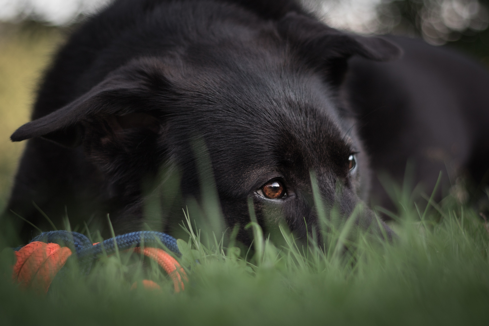 Schäferhund-Mischling Mexx allzeit bereit zu starten