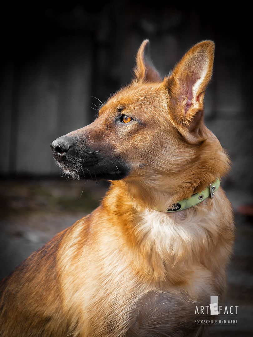 Schäferhund-Mischlings-Mama mit Welpen