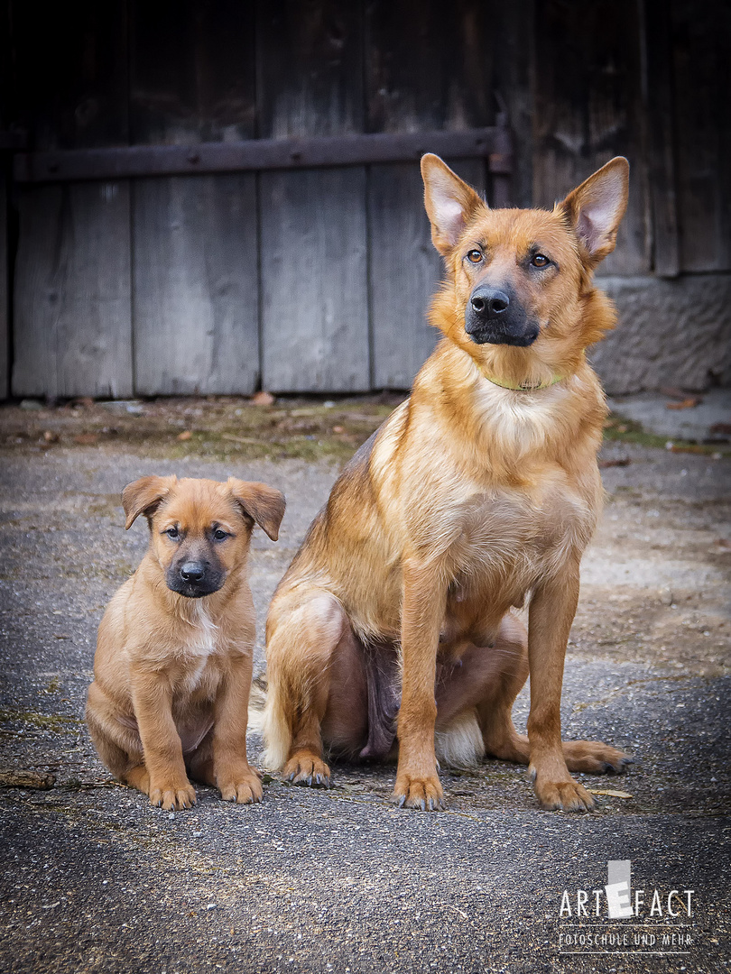 Schäferhund-Mischlings-Mama mit Welpen