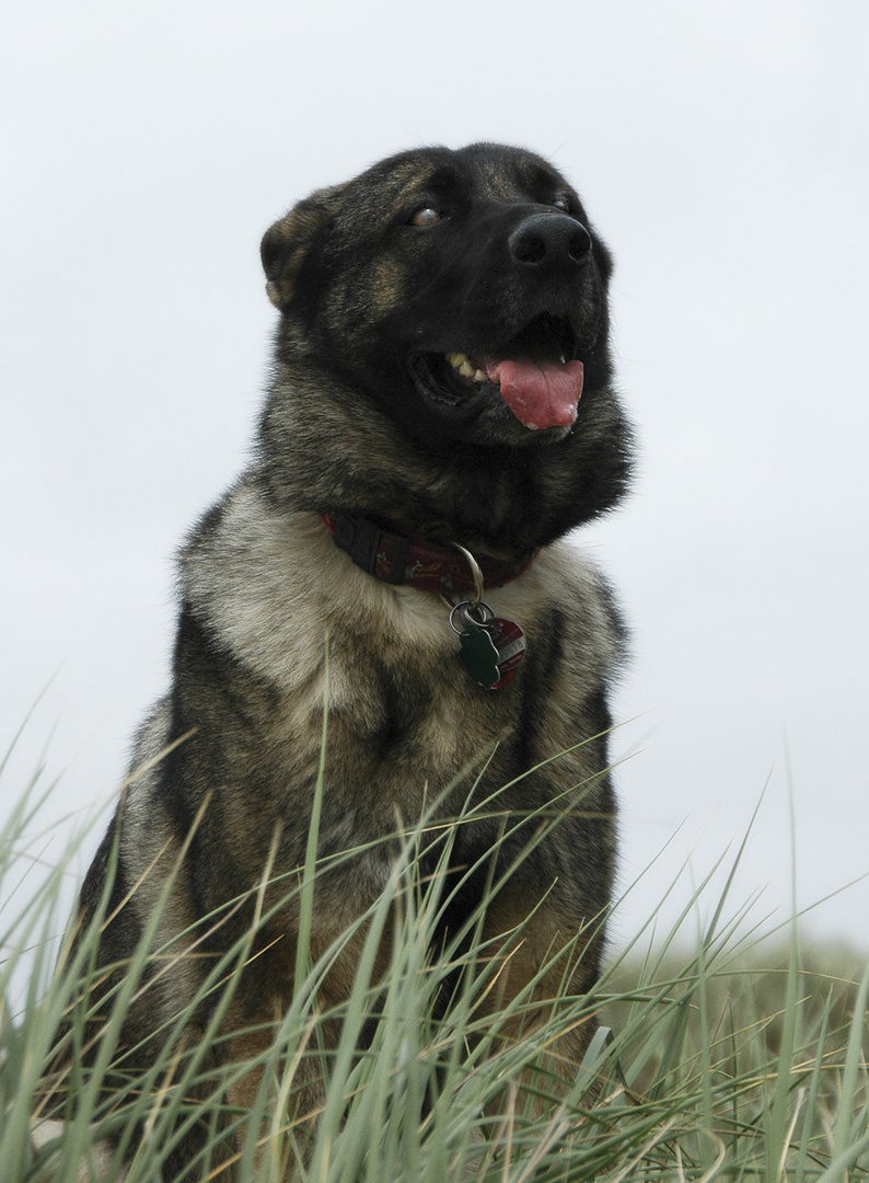 Schäferhund ohne Ohren...