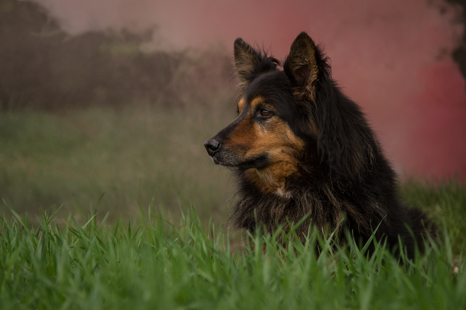 Schäferhund Porträt