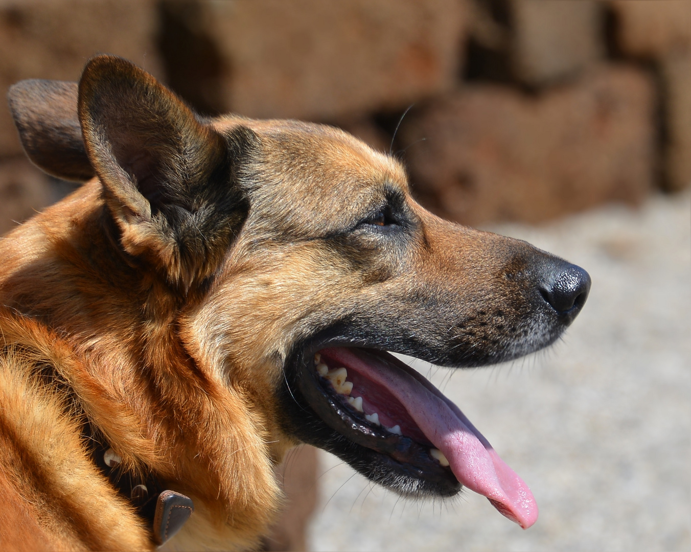 Schäferhund Portrait