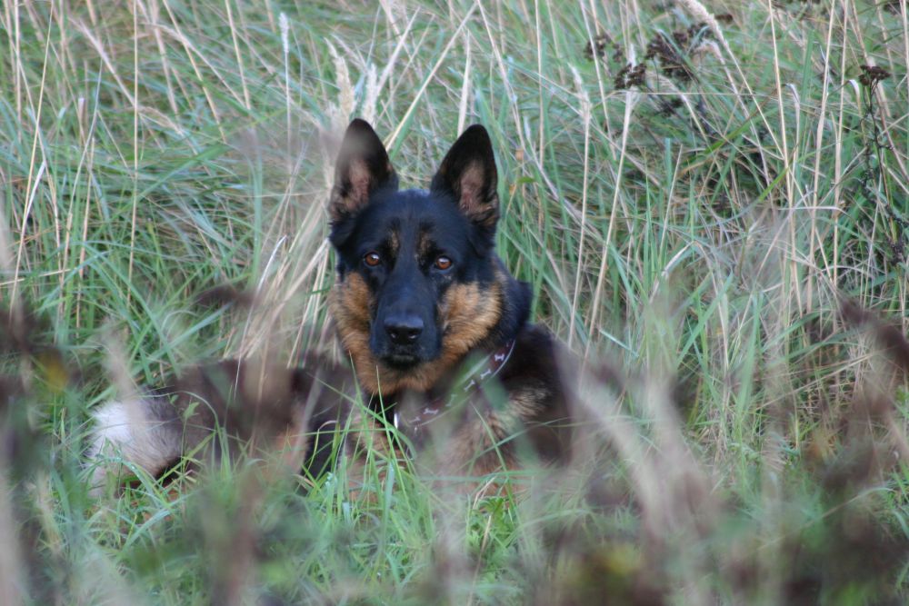 Schäferhund Ty passt auf