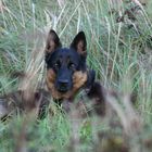 Schäferhund Ty passt auf