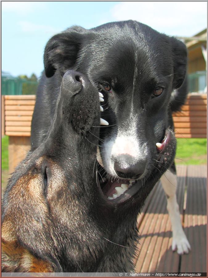 Schäferhund verschluckt Border Collie!