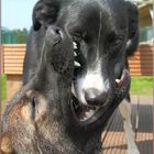 Schäferhund verschluckt Border Collie!