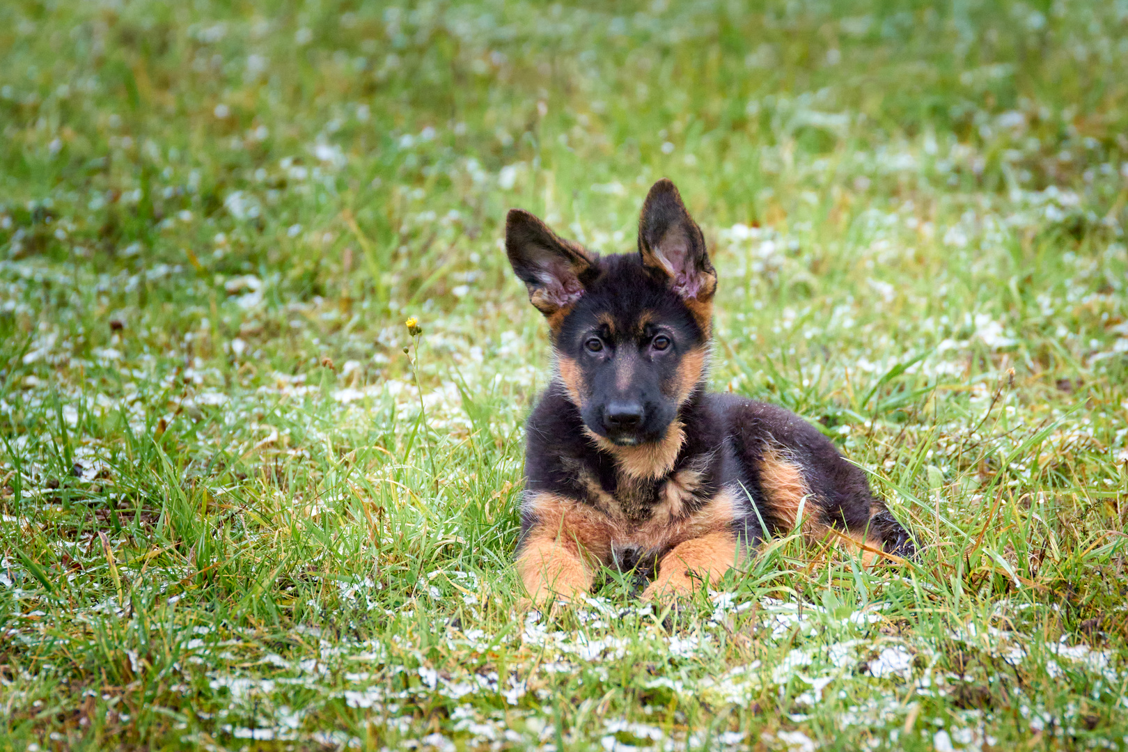 Schäferhund Welpe