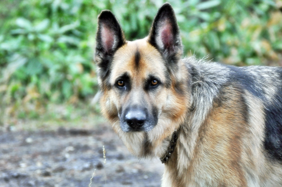 Schäferhund = Wolfs Bilck