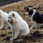 Schäferhunde auf Wache