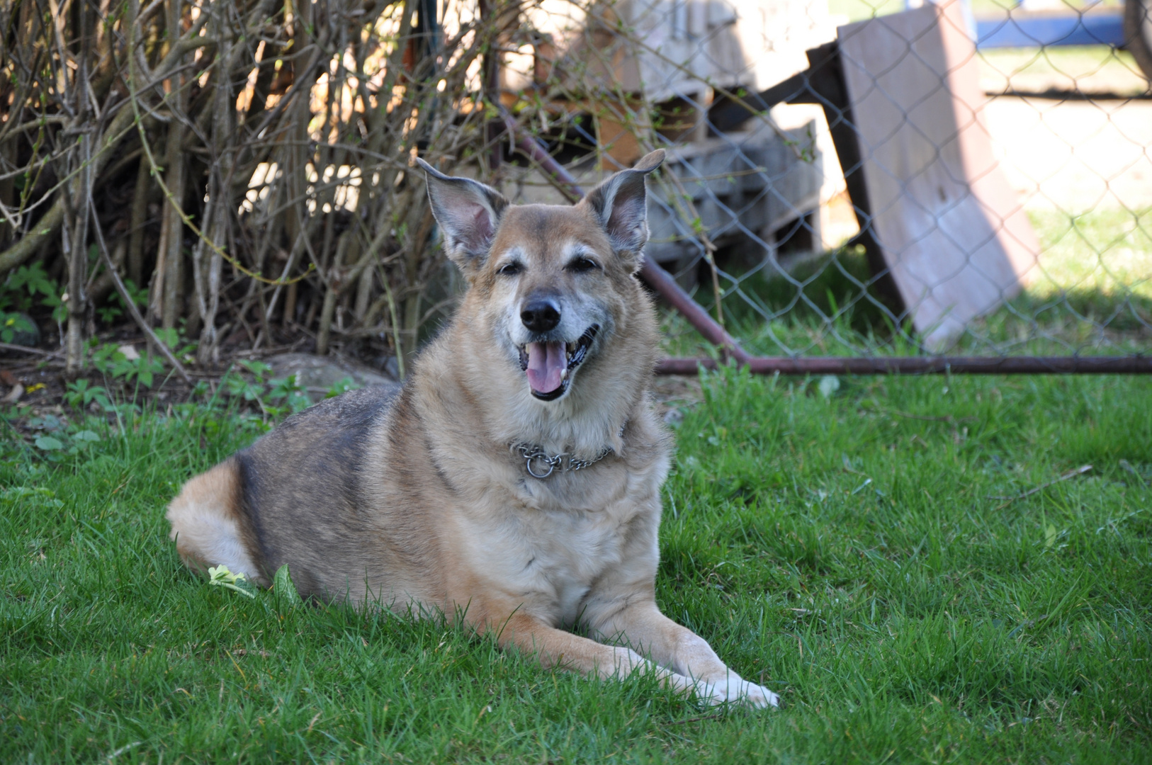 Schäferhundmix Laska im Garten