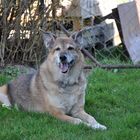 Schäferhundmix Laska im Garten