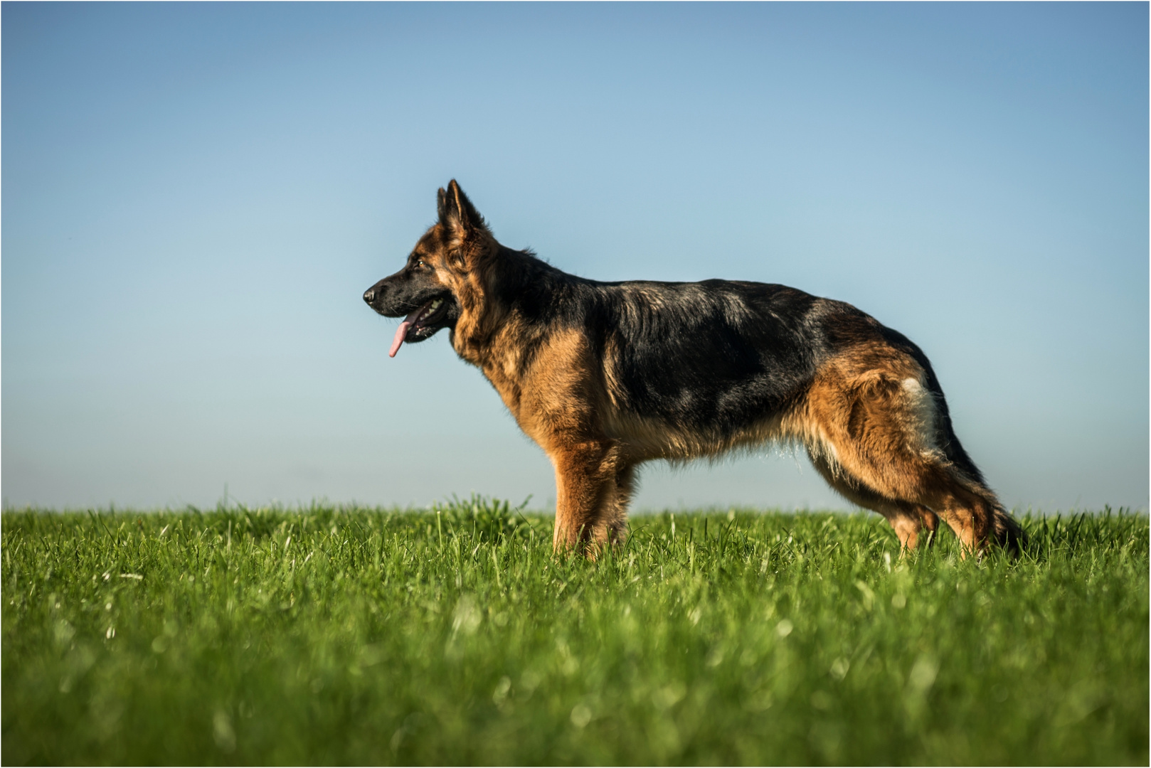 Schäferhundportrait