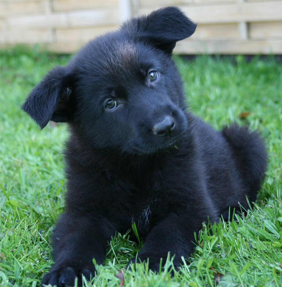 Schäferhundwelpe Hündin 6 Wochen alt