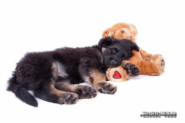 Schäferhundwelpe mit Teddy