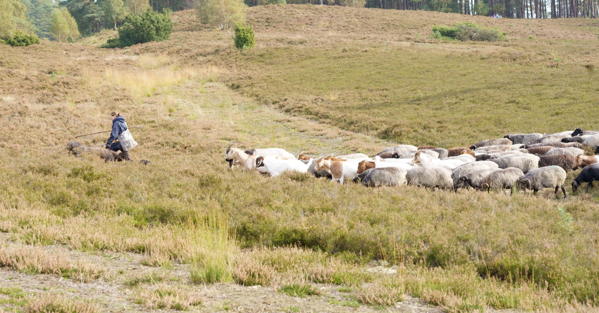 Schäferin in der Lüneburger Heide im Herbst