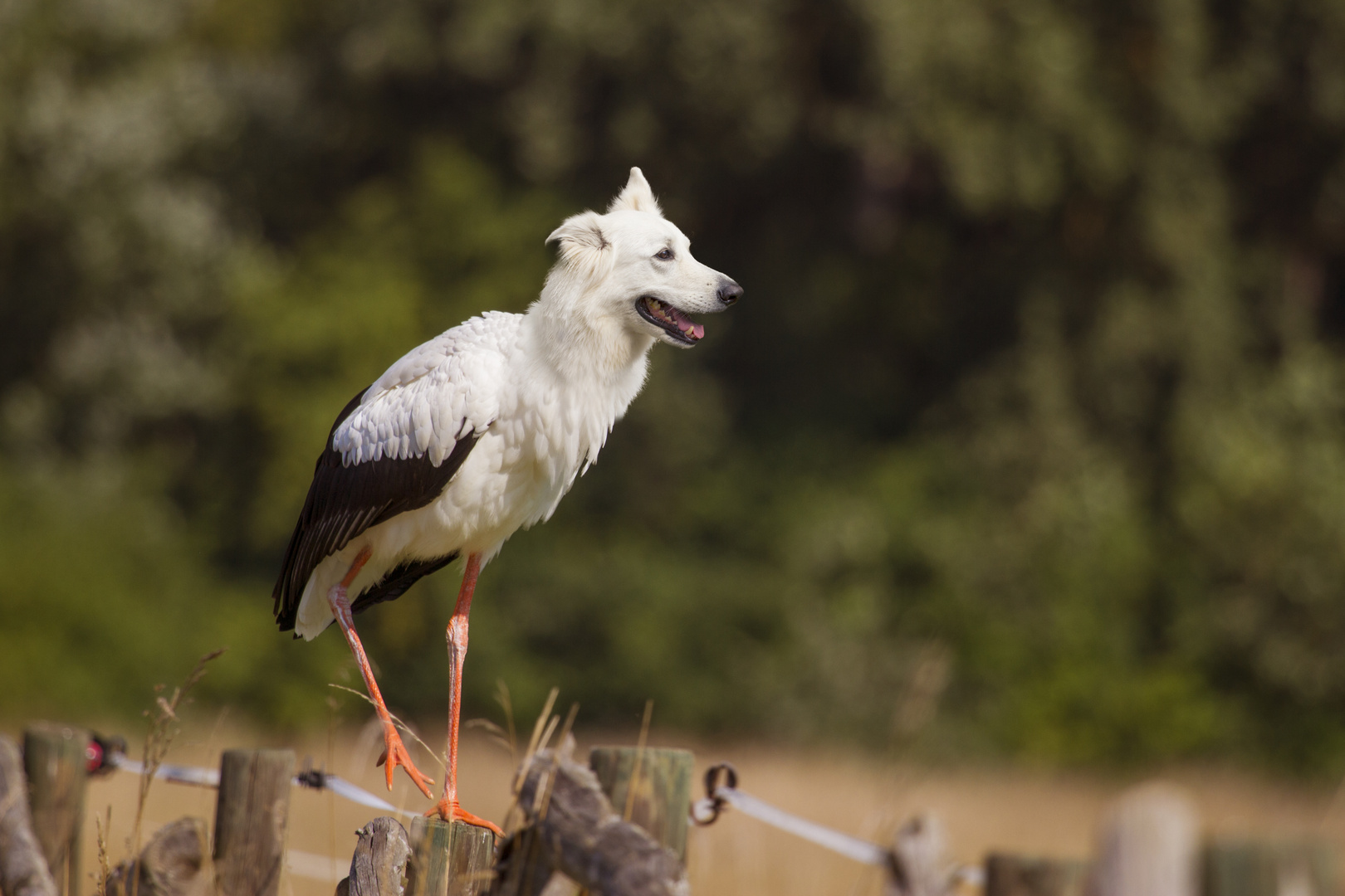 Schäferstorch 