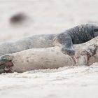 Schäferstündchen am Strand