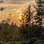 SCHÄFERSTÜNDCHEN IM WALD