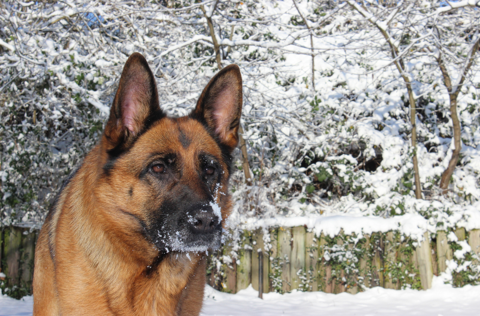 Schäfi im Schnee