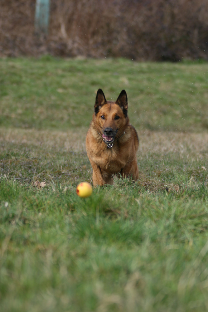 Schäfi und sein Ball