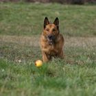 Schäfi und sein Ball