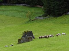 Schäflein im Tal