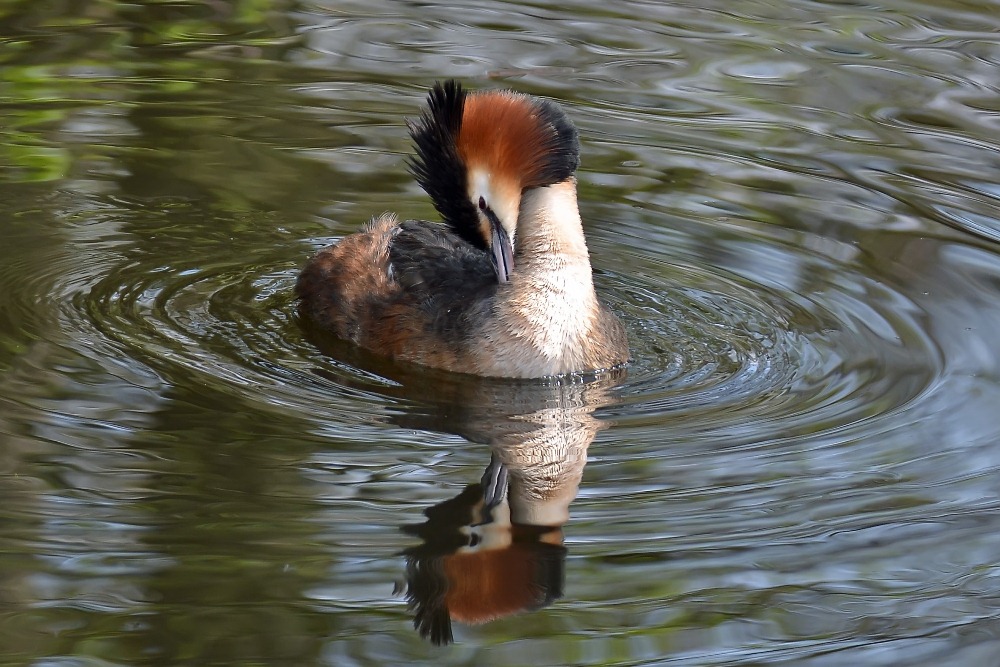 Schämende Schönheit  (De-Wittsee / Nettetal)