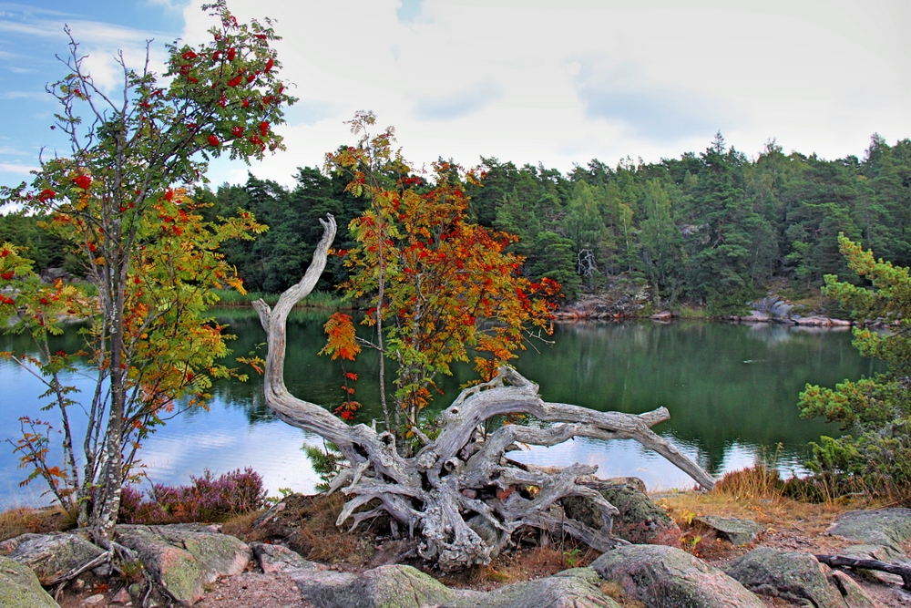 Schärenlandschaft mit Wurzel (1)