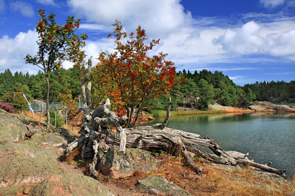 Schärenlandschaft mit Wurzel (2)