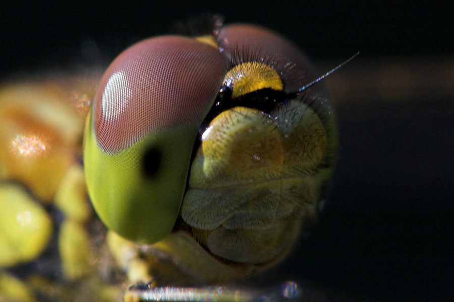 Schärfe am Auge