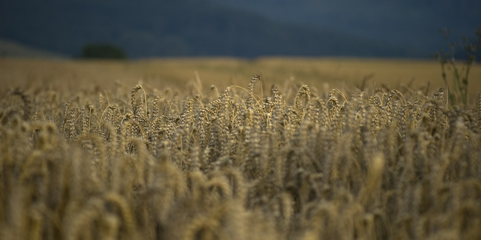 Schärfekreis im Kornfeld